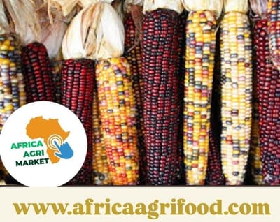 🌾✨ BSPB Unveils 12 High-Performing Forage Maize Varieties for 2026!