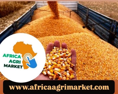 🌽 Turkey Boosts Corn Imports from Ukraine by 2.5x & Nearly Doubles Soybean Purchases