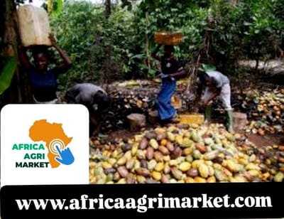 🌧️🌱 Ivory Coast Rains Boost Cocoa Main Crop 🍫📈, Say Farmers 👨‍🌾👩‍🌾