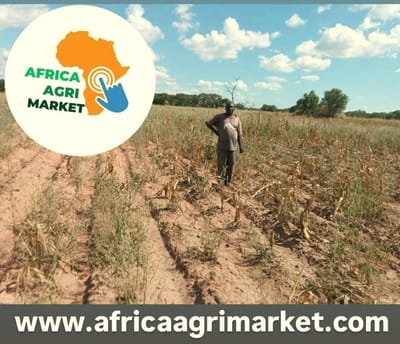 🌾 Hope in Grain Warriors: Silent Heroes From Zambia Rescue Crisis