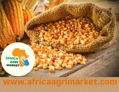 🌽🇿🇼 Zimbabwe’s Maize Import Ban: What It Means for South African Farmers & Exporters 🚜📉