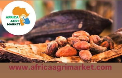 Cocoa Prices Dip as West Africa's Crop Outlook Brightens