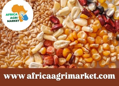 Nigeria set to boost corn, wheat imports in 2025/26: USDA