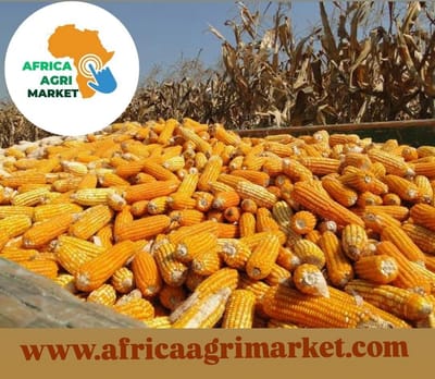 🌽 South Africa’s 2025 Maize Harvest Expected to Soar 🌦️📈 — 26% Higher Than Last Year 🚜🇿🇦