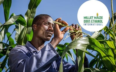 www.mmdeinternational.com - 🌽 South Africa Boosts Corn Crop Forecast 📈 — Bigger Harvest Ahead! 🇿🇦
