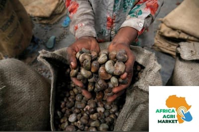 🌍 African Cashew Farmers Missing Out on Profits, Says UN Body 🌰📉