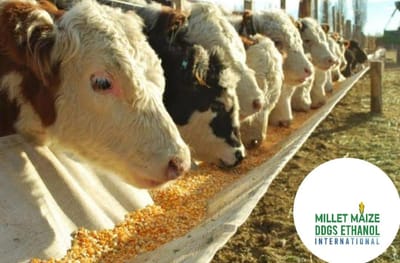 mmdeinternational.com - 🇿🇦 Lower Maize Prices in South Africa 🌽 Benefit Consumers 🛒 and the Livestock Industry 🐄🐖