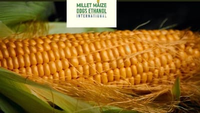 mmdeinternational.com - 🌍🌽 Demand Surges for Climate-Ready Maize — CIMMYT Delivers with Resilient Varieties 💪🌱