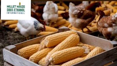 mmdeinternational.com - ✅ 🌽🇺🇸 American Corn Imports Poised to Cut Feed Costs 💸 and Lift Thai Poultry Margins 🐔📈