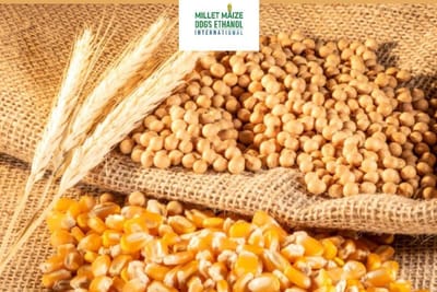 mmdeinternational.com - Corn and Soybeans Nearing Key Levels Again 🌽🌿 — Will Harvest Lows Hold? 📉🔍