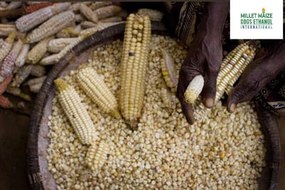 mmdeinternational.com - 🌽 Rediscovered Seeds 🌱 Unite African Community 🤝 Around the Taste of Home 🏡 — and Boost Organic Corn Breeding 🌾