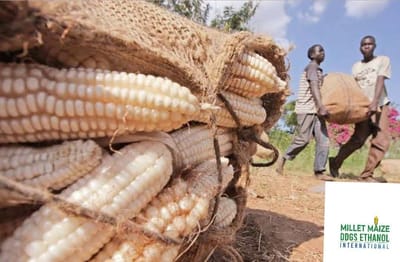 mmdeinternational.com - South Africa Resumes Maize Exports to Zimbabwe Despite Lack of Official Confirmation"