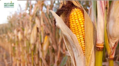 mmdeinternational.com - 🌱 U.S. Soy Harvest 73% Complete, Corn 🌽 at 59%, Say Analysts 📊