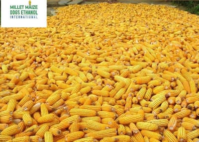 mmdeinternational.com - 🌍 Southern Africa Joins Forces for Food Security as Zimbabwe Opens Maize Imports 🌽🤝