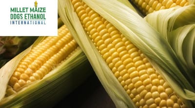 mmdeinternational.com - 🌽 Ukraine Corn Prices Surge Amid Delayed Harvest and Stock Market Speculation 📈🇺🇦