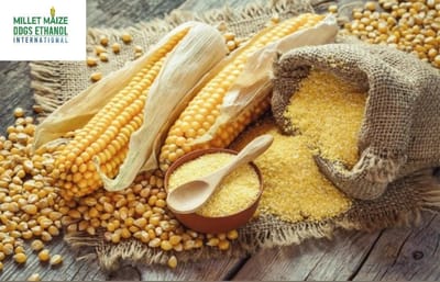 mmdeinternational.com - 🇿🇲💰 Government to Clear All Payments for Farmers Who Sold Maize to FRA by October 31, 2025 🌽✅