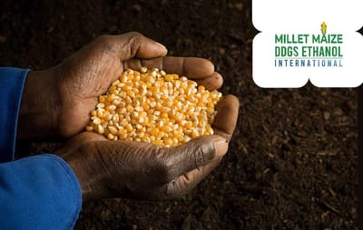 mmdeinternational.com - 🌍🌽 CIMMYT Science Powering Africa’s Maize Revolution 🚀🔬