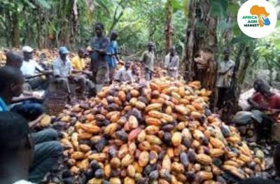 www.africaagrimarket.com 🌍 Africa’s Cocoa, Coffee and Timber Exports Face New EU Timeline Under Deforestation Rules