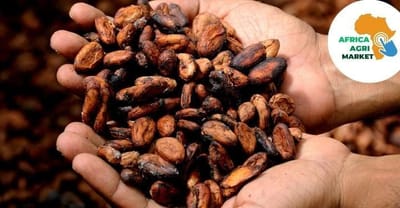 www.africaagrimarket.com - Cocoa Prices See Support from Expectations for Index-Related Buying 🍫📈