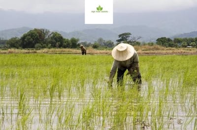 www.agifoodupdate.com - 🌾 Thai Rice Sector Needs a Fresh Strategy 🔄💡