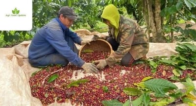 https://www.agri-food-update.com/ 📈 Voluntary Sustainability Standards Pave Way for Vietnam’s Agricultural Exports
