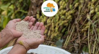https://www.africa-agri-market.com/ 🌱 Africa’s Sesame Seed Boom 🌍 Set to Fuel 🚀 Economic Growth in 2026 📊💰