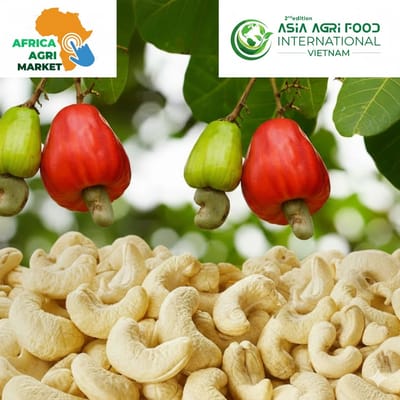 www.asiaagrifood.com - 💰🌍 Nigeria’s Cashew Exports Soar to $400 Million 🚀🥜