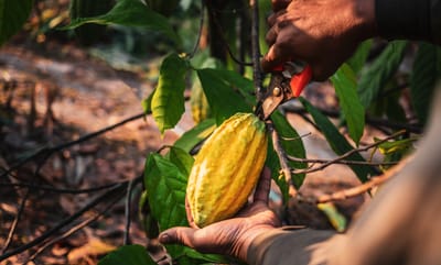 Slowing Ivory Coast Cocoa Exports Boosts Cocoa Prices