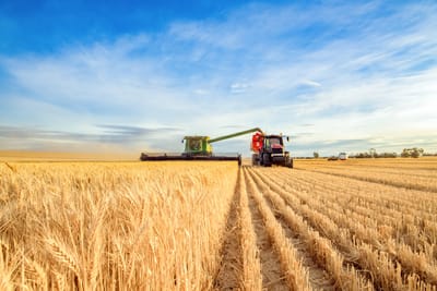 South Africa poised for record summer crop harvest despite late rains