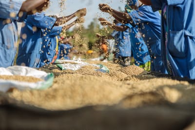 Agriculture Africa Benefits From Russian Fertilizers and Agricultural Exports-By Kestér Kenn Klomegâh