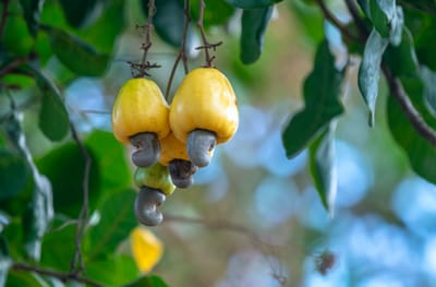 Africa - Cashew Nuts - Market Analysis, Forecast, Size, Trends and Insights