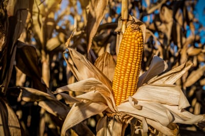 Zimbabwe bans maize imports despite production shortfall risks