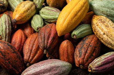 🍫⚠️ Cocoa Crisis: Black Pod Disease Ravages Cameroon’s Cocoa Farms 🌧️🍂