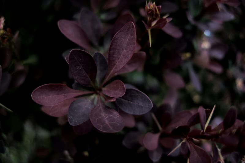 Landscaping Services