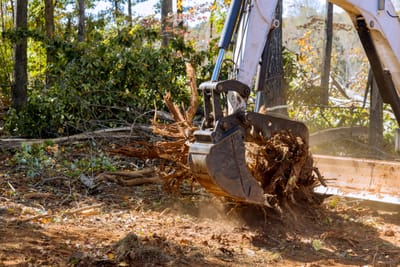 Keeping Your Trees Healthy in Hiram, GA: Tips from All In Tree Service