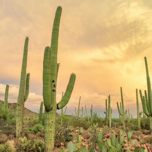 Exploring Desert Culture and Open-Air Escapes in Peoria, AZ 85345