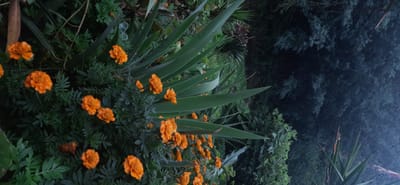 🧘‍♀️ 7 Easy Morning Rituals to Start Your Day on a High Note 🌞✨