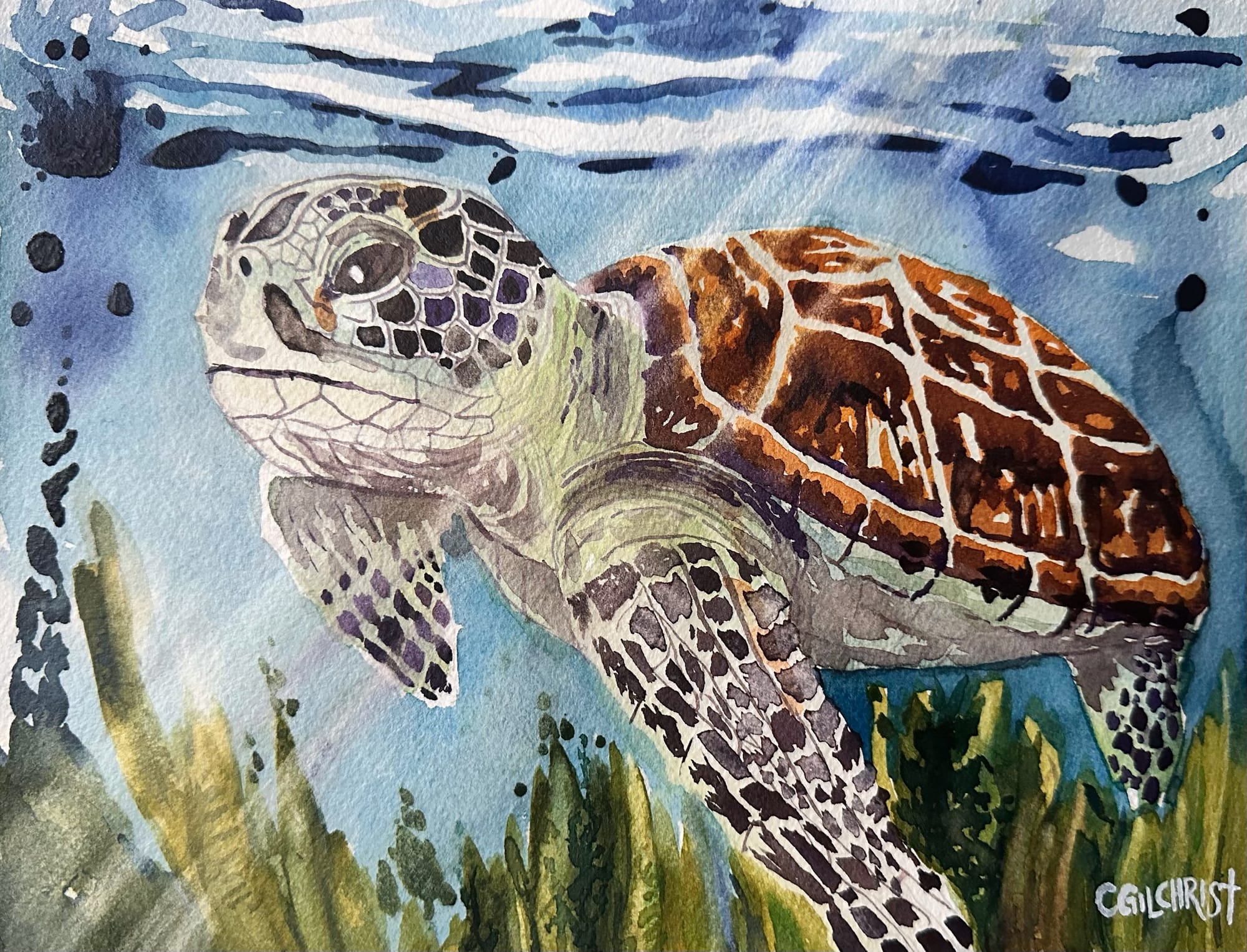 Sea Turtle