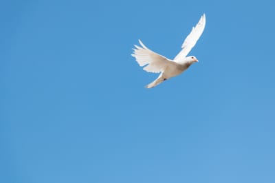 Message, guidance à distance