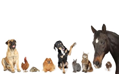 Consultation à distance pour les animaux