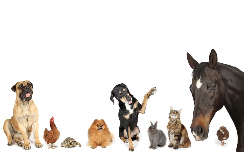 Communication animale et soins animaliers