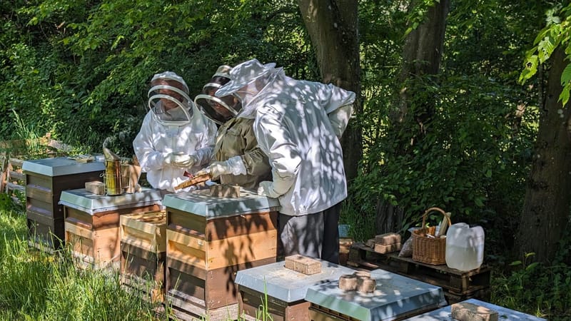 Coaching an deinem Bienenstand