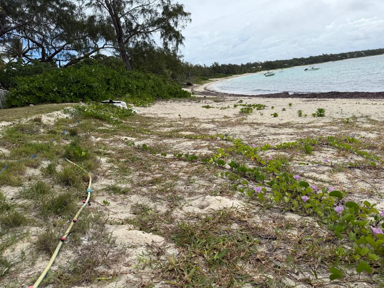 Natural Beach Restoration Mauritius | OceanVolts