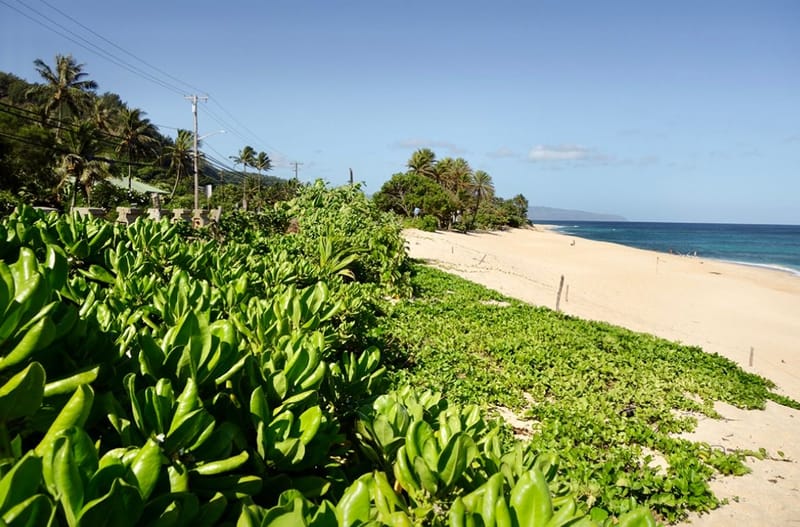 Mauritius Dune & Beach Restoration