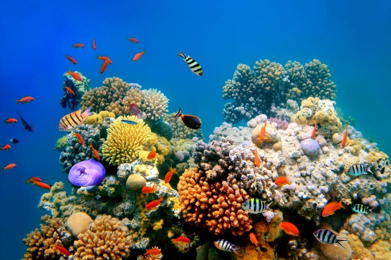 Nearshore Artificial Reefs
