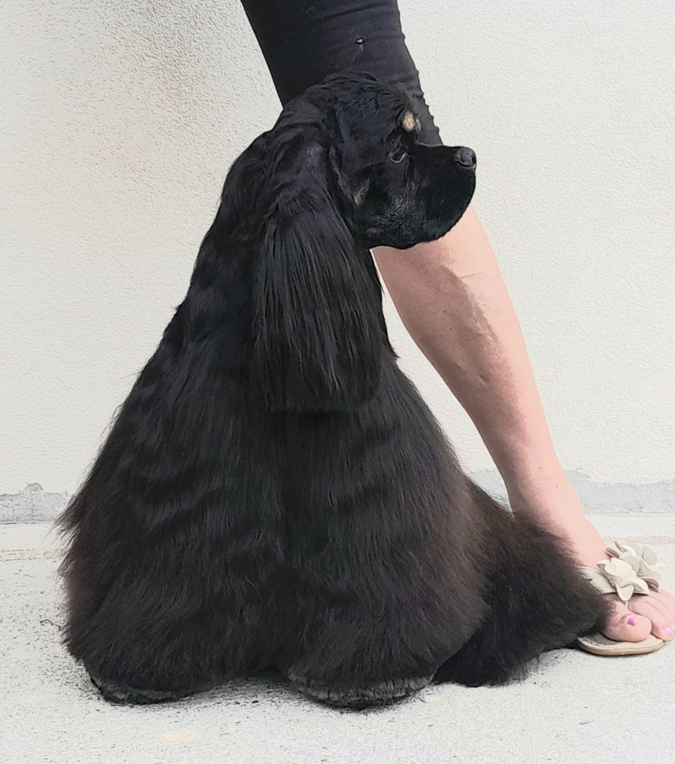 JCh. D.Callas Black With Winds