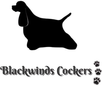 Blackwinds Cockers