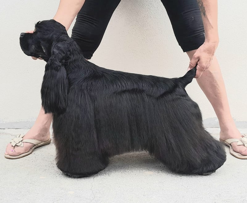 JCh. D.Callas Black with Winds