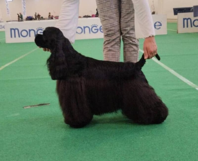 C.I.B.J, Pluri JCh. CH Blackwinds Annabelle