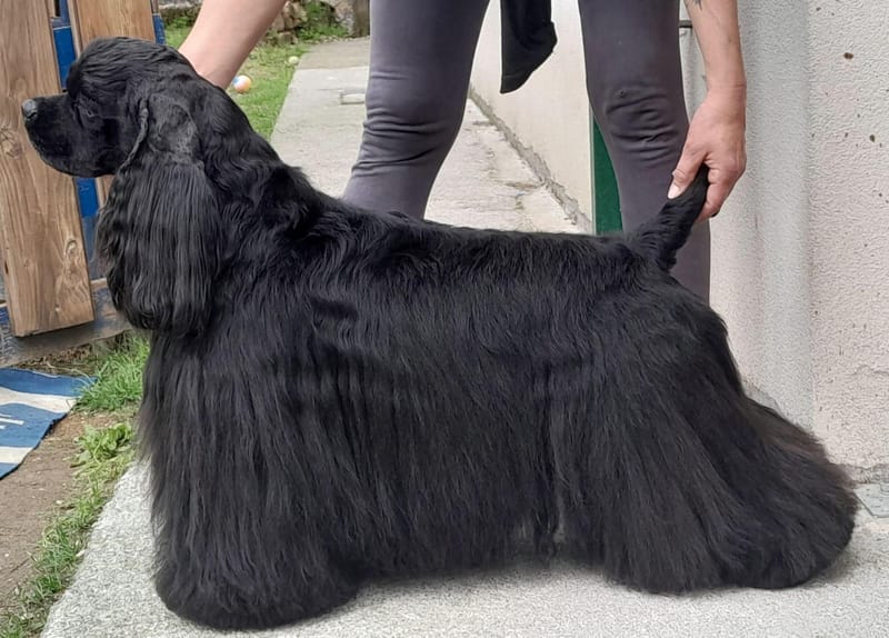 C.I.B, Plur.Ch. GCh. Redwind Show Leo The Black King